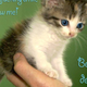 Illustration for article titled Great job, Internet!: Kittens + Mel Gibson rant = the culmination of the entire Internet